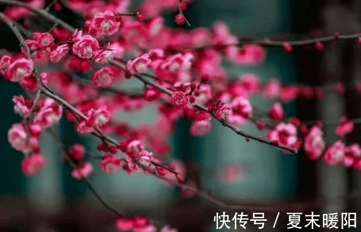 知心#陆游一首七律《梅花》：月色朦胧，花香满身，知心相遇，情思动人