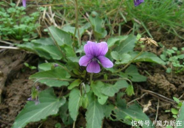 专治|此草被称为“玉如意”,若是在野外遇到,记得多采点专治乳腺炎