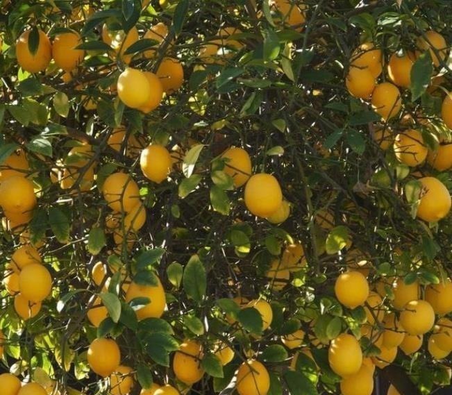 4种整株都有香味的树,家里养一棵,不生虫,还能四季飘香