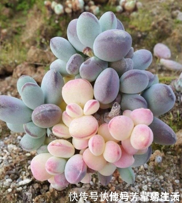 多肉|这个小盆栽居然卖600多万,快看看你家有没有!