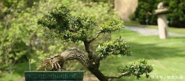 盆景如何修剪才正确方法教给你!