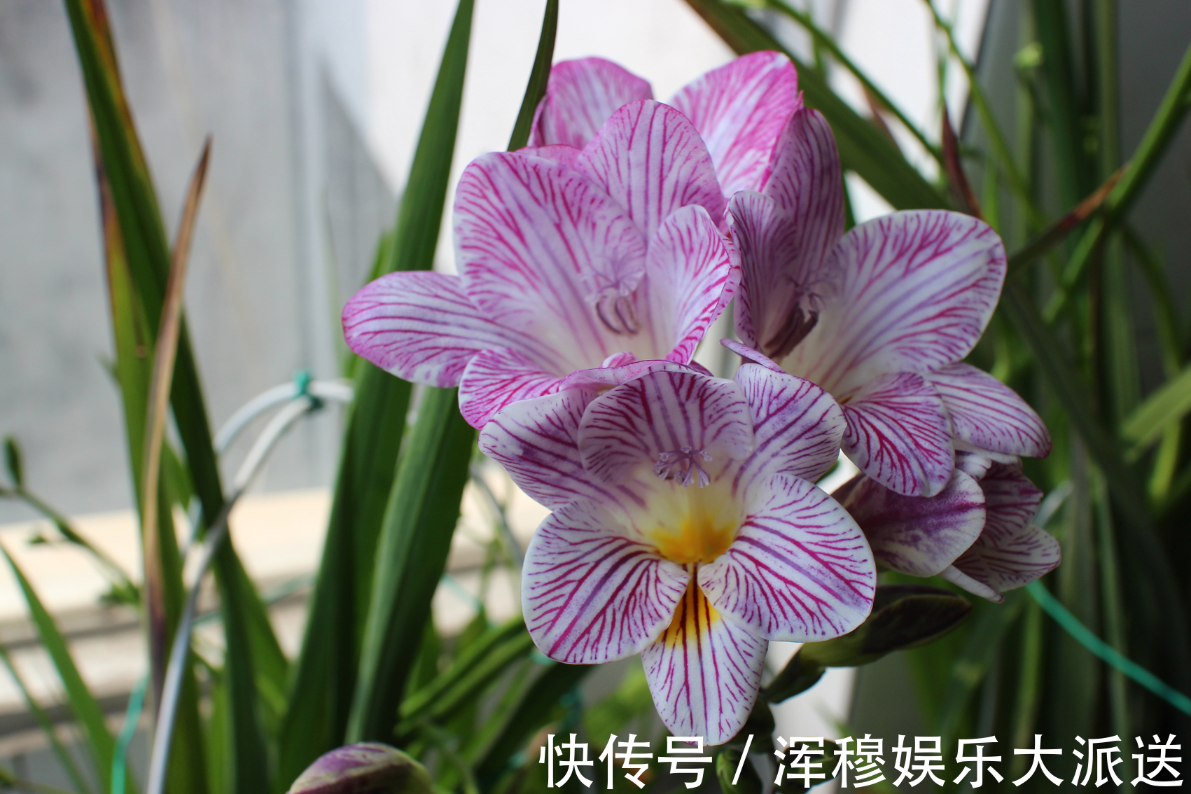 喜欢菊花，就养“珍奇名菊”绿安娜，绿色花朵上开白花，惊艳！