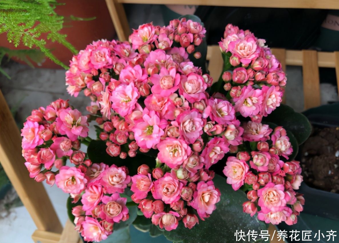 施肥|养长寿花有“5大忌”，新手养不好，关键就在这里