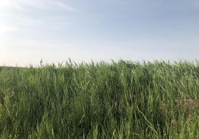 黄河入海口景区，季节不对名不符实且多处维护，怪不得大家都吐槽