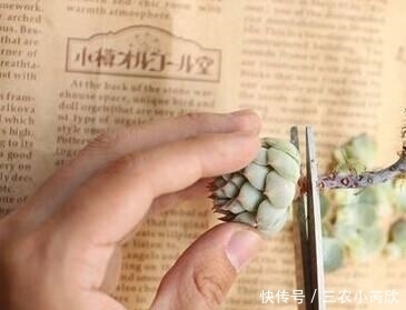 肉肉|肉肉养肥4步法