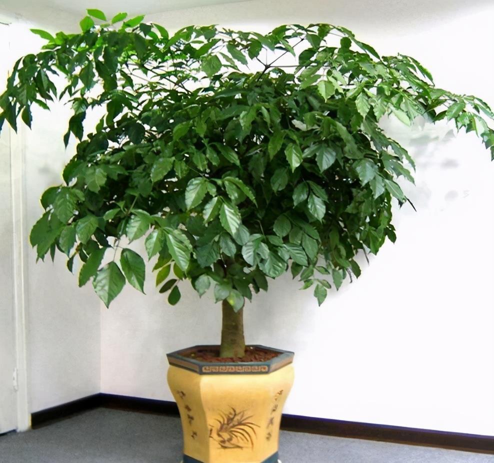 幸福树掉叶子?3个原因解决好,叶绿窜的高,幸福自然到