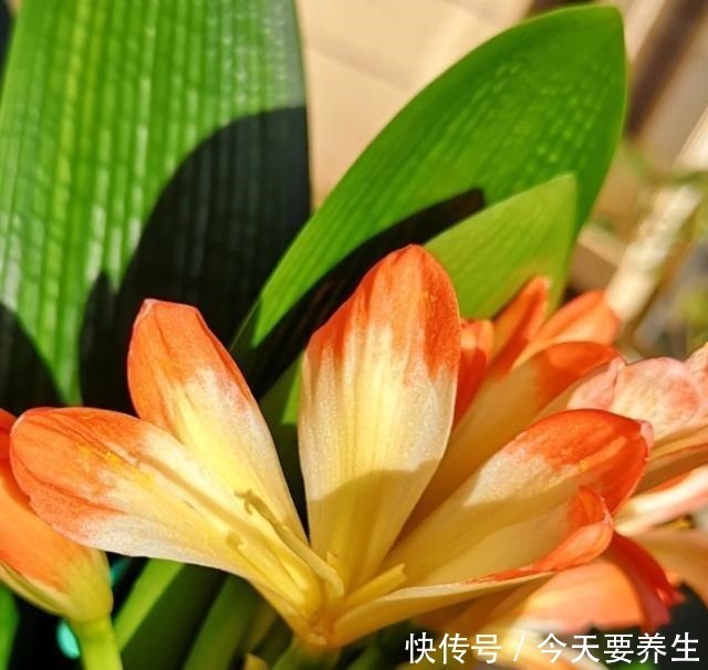 自制|教你自制“氮磷钾肥”,君子兰最爱吃,30天喂一次,长势不会差!