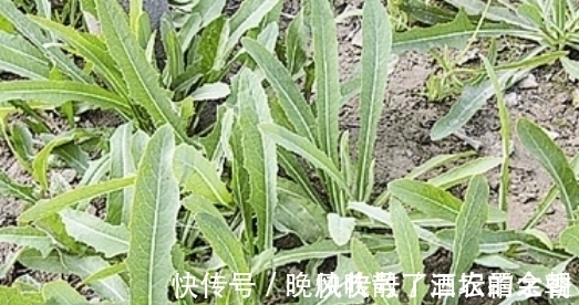 叶子|长得像蒲公英的一种野菜，只吃叶子不拔根，很多人都不知情而已