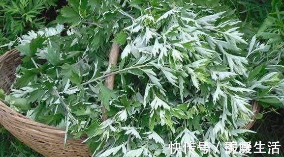 泡脚药|天然“泡脚药”被找到，水中加一点温经更通络，养生效果“赞”！