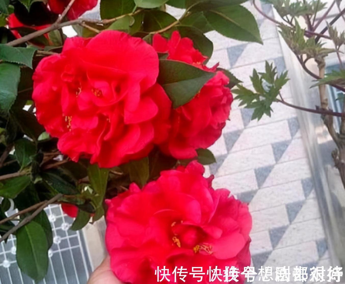 长势|忘了月季吧,此花更好看,皮实又耐寒,香味清新惹人爱