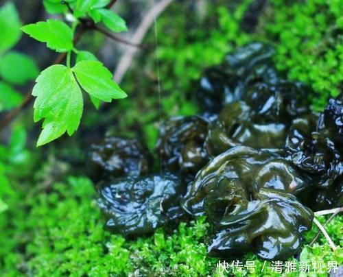 20種野菜吃過嗎?如果有時間趕緊去挖一些,下個月就老了