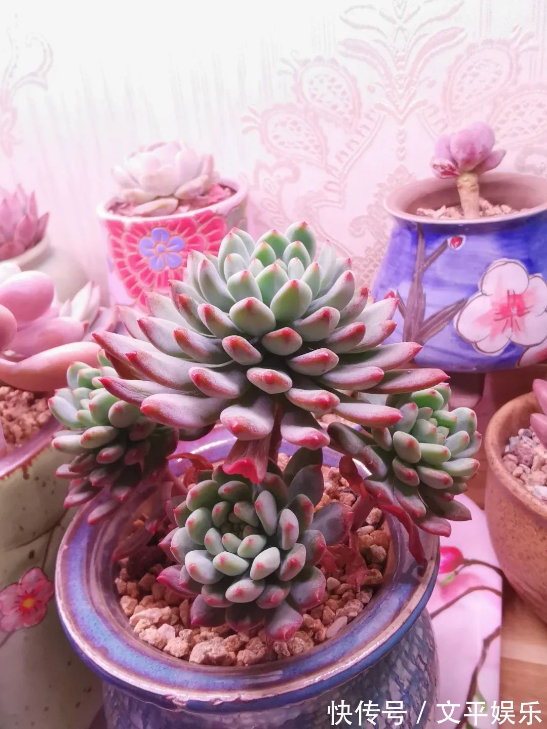 一组逆袭成功的多肉给它时间，它就会给你好看！