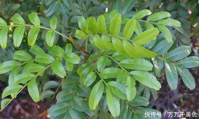 四季|4种整株都有香味的树，家里养一棵，不生虫，还能四季飘香