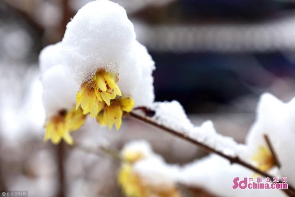 蜡梅吐蕊，玉兰含苞：济南初雪后，大明湖静美如诗