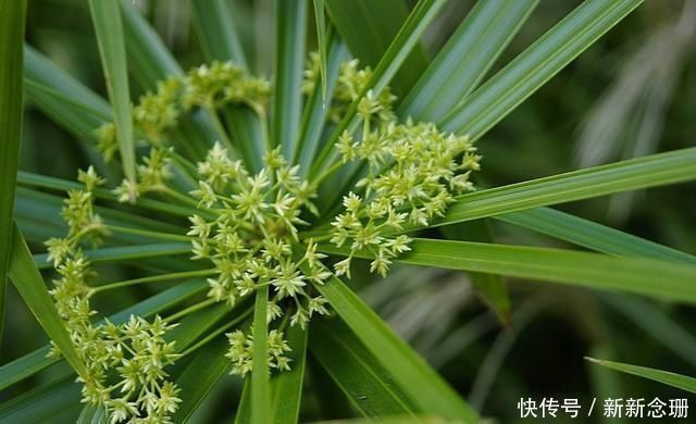 马蹄莲|这3种花要多浇水，水多了就爆盆到处生长，夏天养正合适