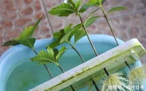 最容易扦插“成活”的3种花,方法特简单,2周就生根