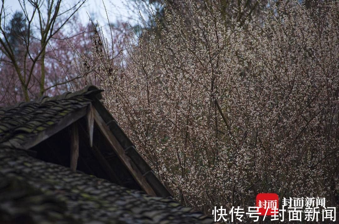 郎骑竹马来|青梅花开满 百花迎春归