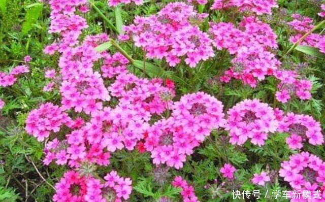  院子里养1种花，开出的花朵小巧秀美，比太阳花还漂亮！