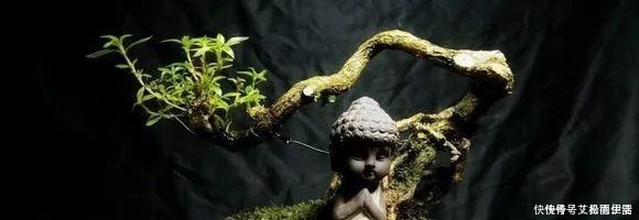 石头|大爷用石头来养花,越养越值钱,有人出1000块也不卖!