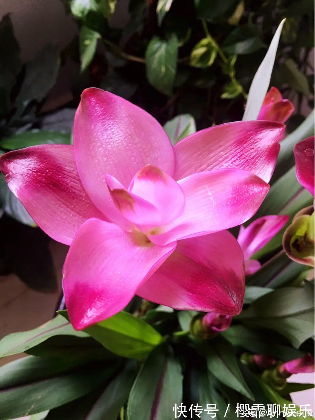 大爷家荷花种在花盆里，1次开花20朵，比巴掌还大！