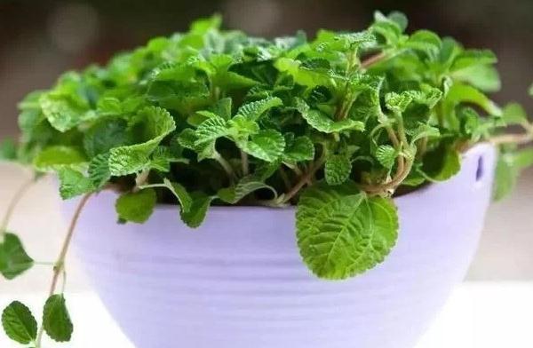 鸭脚木|这22款植物室内养护不但净化空气还吸甲醛,花友纷纷收藏