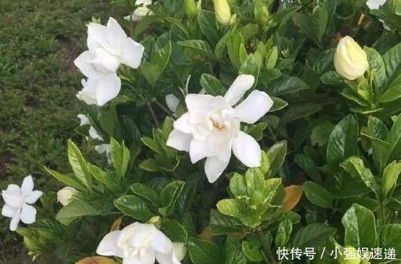 叶片|刚买回来的杜鹃栀子花,叶片泛黄发蔫,学会这几招就可以恢复