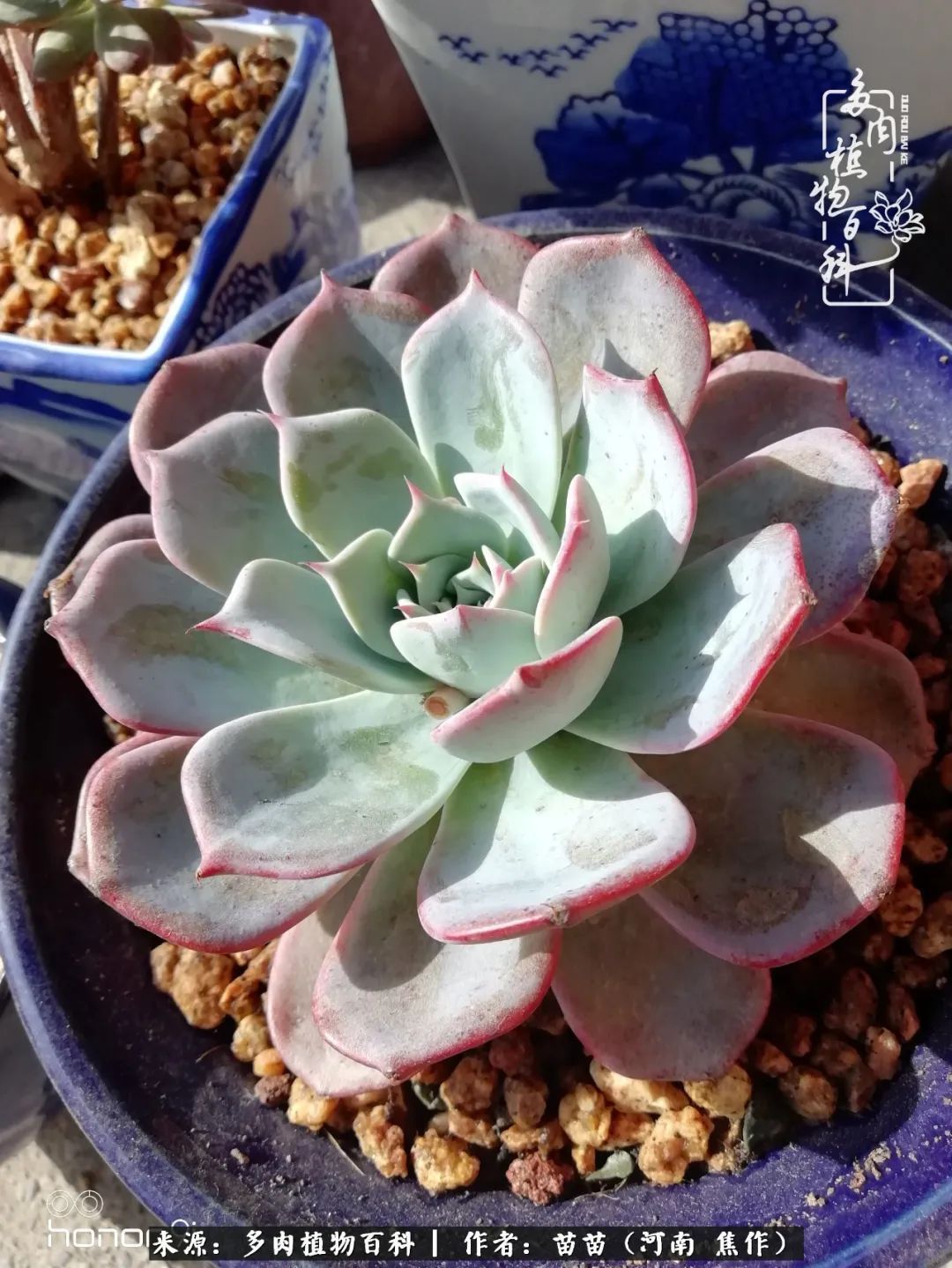 迷上多肉后,有一种喜欢叫一日看三回!