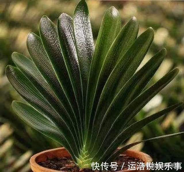 君子兰一直长不好,跟“换盆”有关系,很多人都做错了