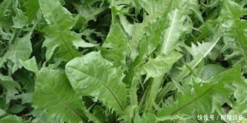 蒲公英|每天晚上坚持吃3种食物,营养丰富、延缓衰老,好吃又不贵!