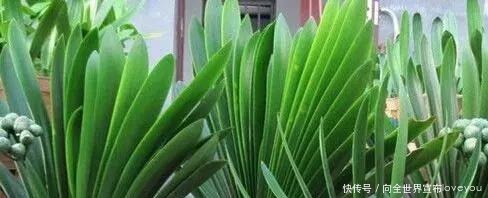 君子兰“离不开”2种水,1年换着“浇”,冒“白根”、开花多!