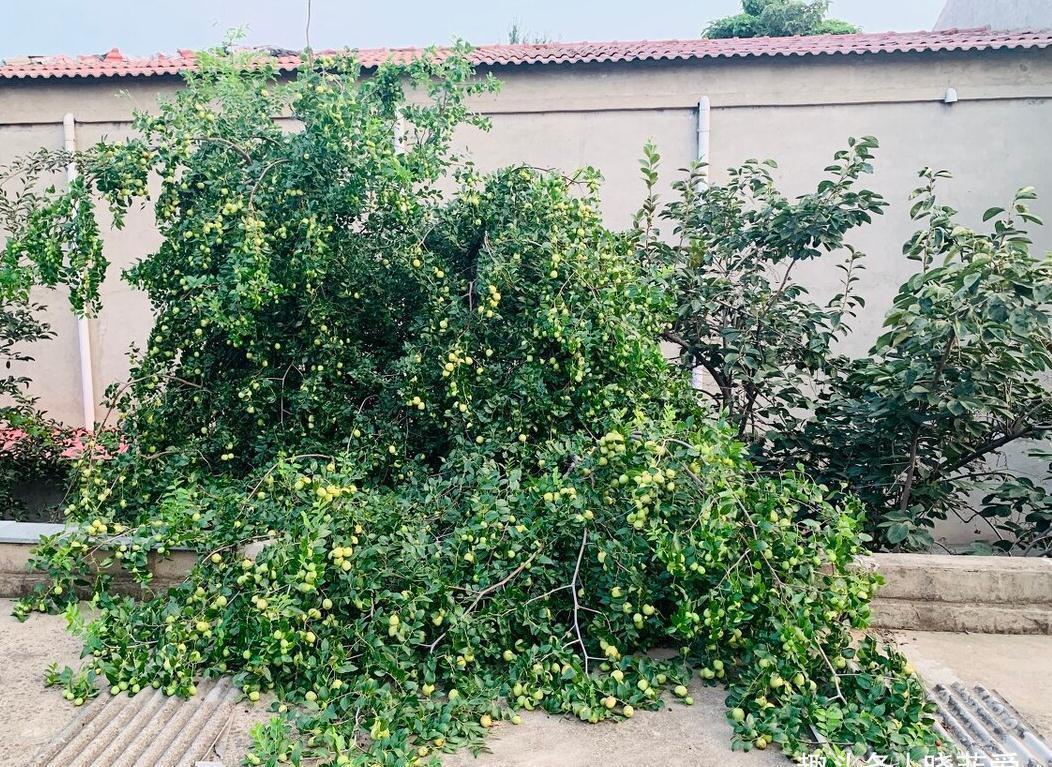 佛手|院子里适合种7种“镇宅树”,随便种一棵,“旺财添福”更旺家