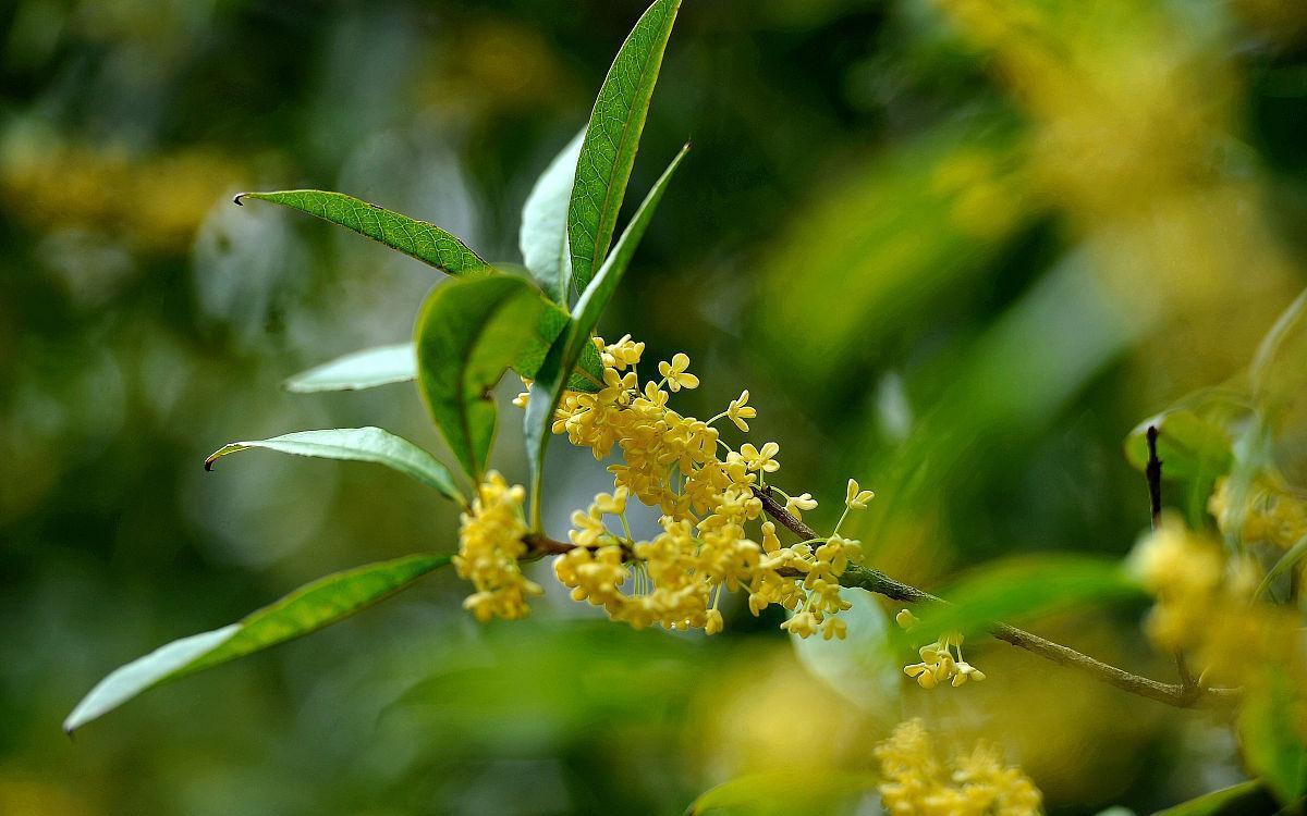 桂花树不开花，找对原因巧改善，开花又多又香不会难