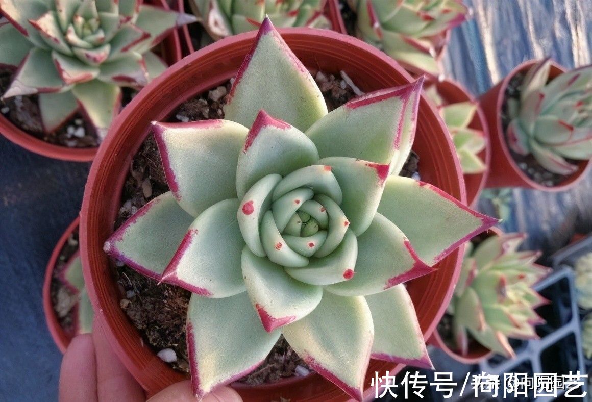 多肉|?秋天终于来了,昼夜温差加大,多肉搬到室外,2周出状态