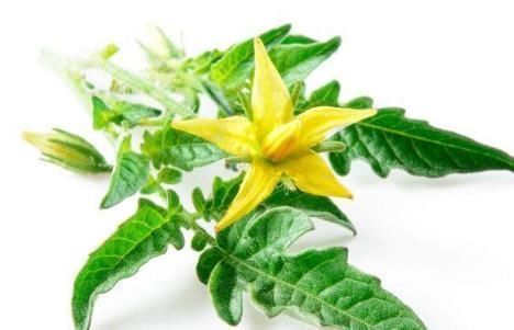 红薯叶|肝不好的人,多吃3种“叶”,护肝排毒,最后一种常被当垃圾扔掉