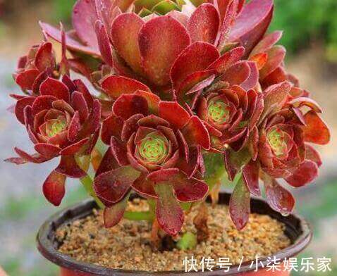 这“4种”多肉,好养又好看,度夏无压力,越养越胖越漂亮