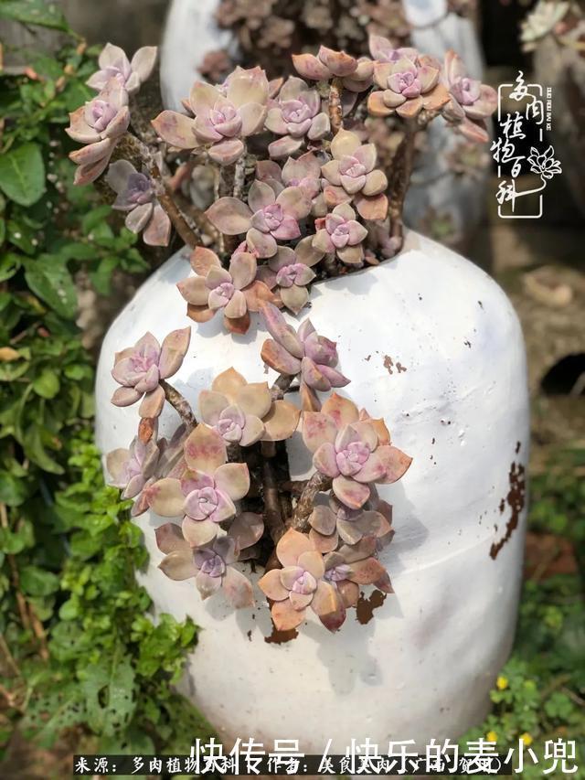 多肉，一位来自神奇大自然的良师益友！