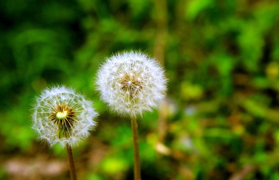 本草经疏|蒲公英并不能治百病,晒干泡水喝,功效只有三个,很多人被误导了