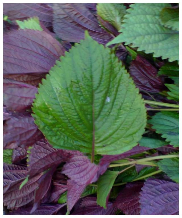 红薯叶|含钙量比牛奶还高的六种蔬菜！经常被你扔掉，营养丰富吃了还补钙