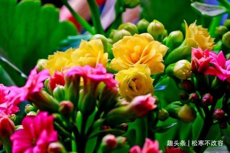 长寿|此款花草适合新手养殖,漂亮好养又便宜,开起花来拦不住