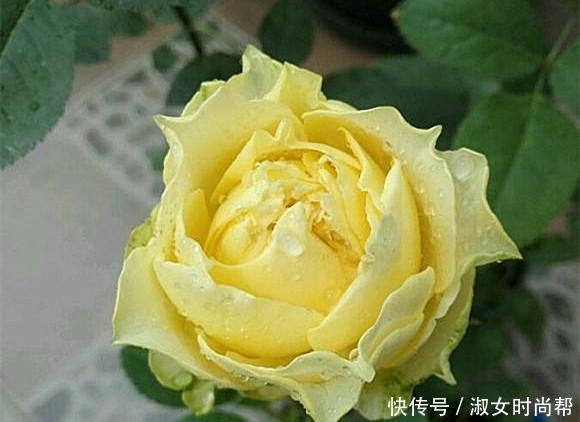 那些被煽情的文案打动,集齐了四系列月季的,你们后悔了吗