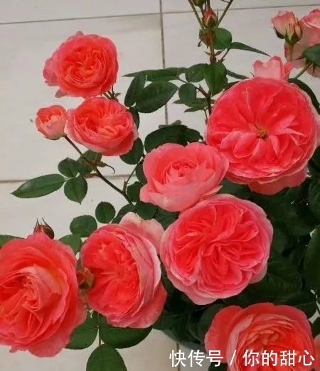 真宙|什么样的月季算优秀?盘点一下我种过的优秀月季