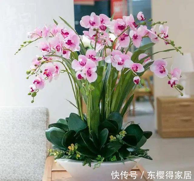 杜鹃花|3种花再喜欢,也别轻易买,虽然很漂亮,但能“养活”的人不多