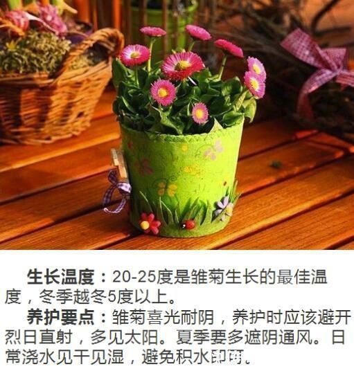 网纹草|什么人养什么花,对号入座,看看你养对了吗?