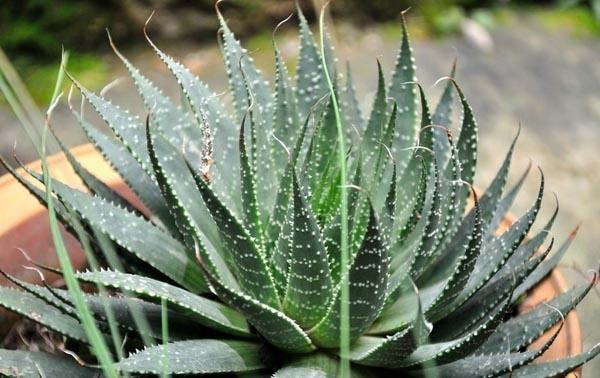 夏天养芦荟,浇水很重要,正确的浇水方法能避免芦荟黑腐化水