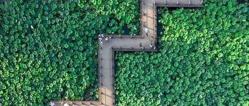 夏秋|夏秋之交，易伤脾肺，用老祖宗的方法，帮你养肺健脾，养出好气色