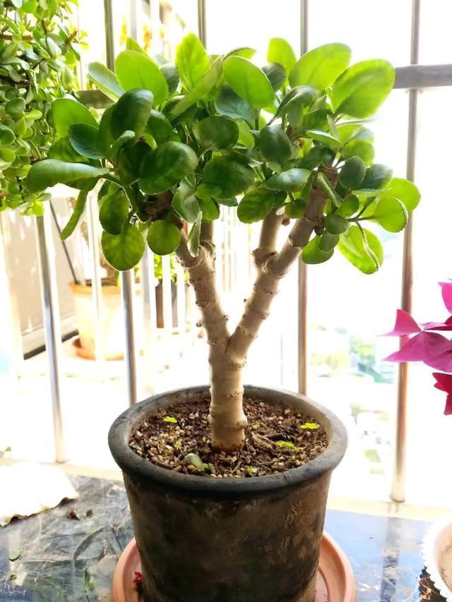 家里养盆虎皮兰,小花盆、挤着养,疯狂开花爆小崽!