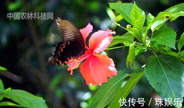 高颜值的扶桑花,这样养护花朵更艳,花期更长久