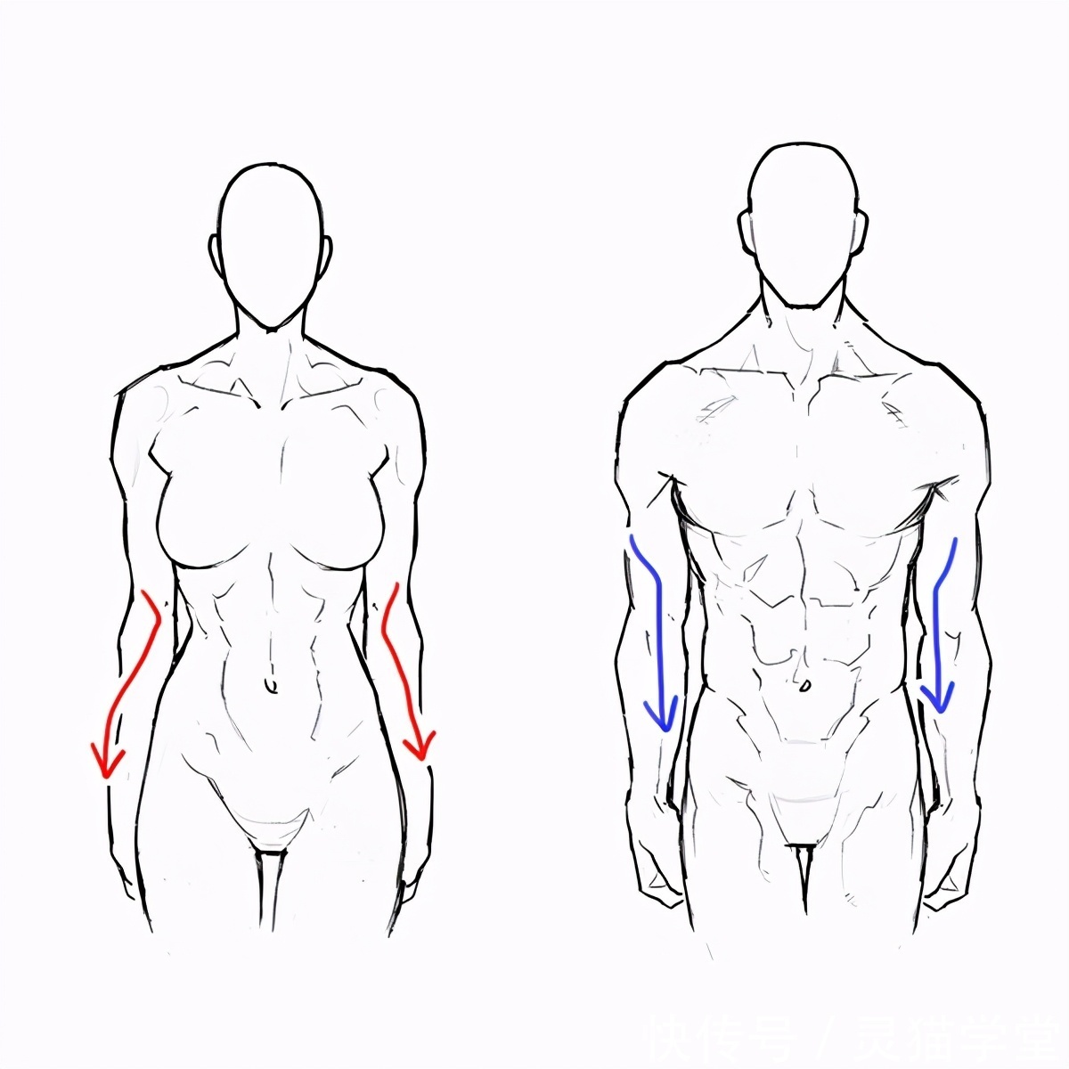 怎么画肌肉发达的女人?教你肌肉发达女性的画法教程!