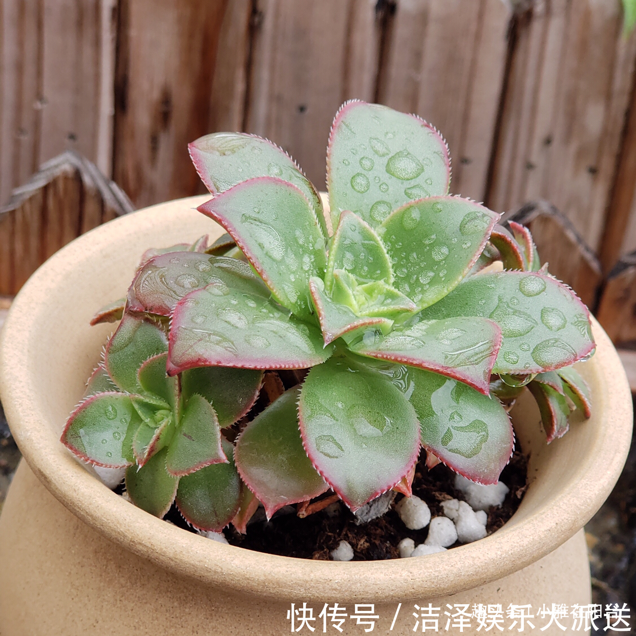 秋季|秋季养多肉可以淋雨吗有优点有缺点，做对“一点”，长成小胖子