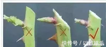 养花|养花要“七分管、三分剪”,花卉如何修剪你一定要懂